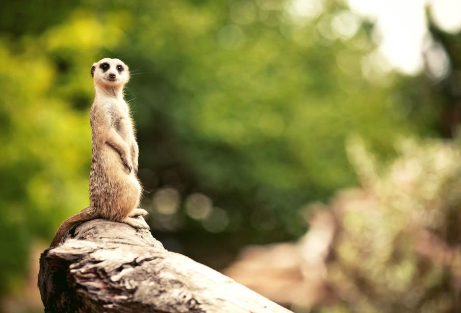 hotelmeridianus it parco-zoo 006