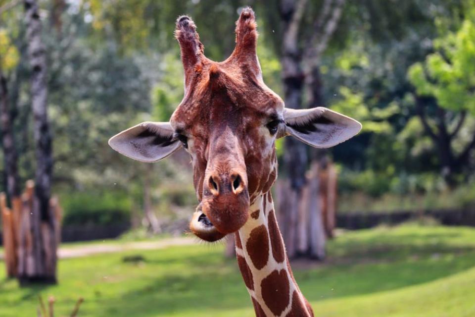 hotelmeridianus it parco-zoo 004